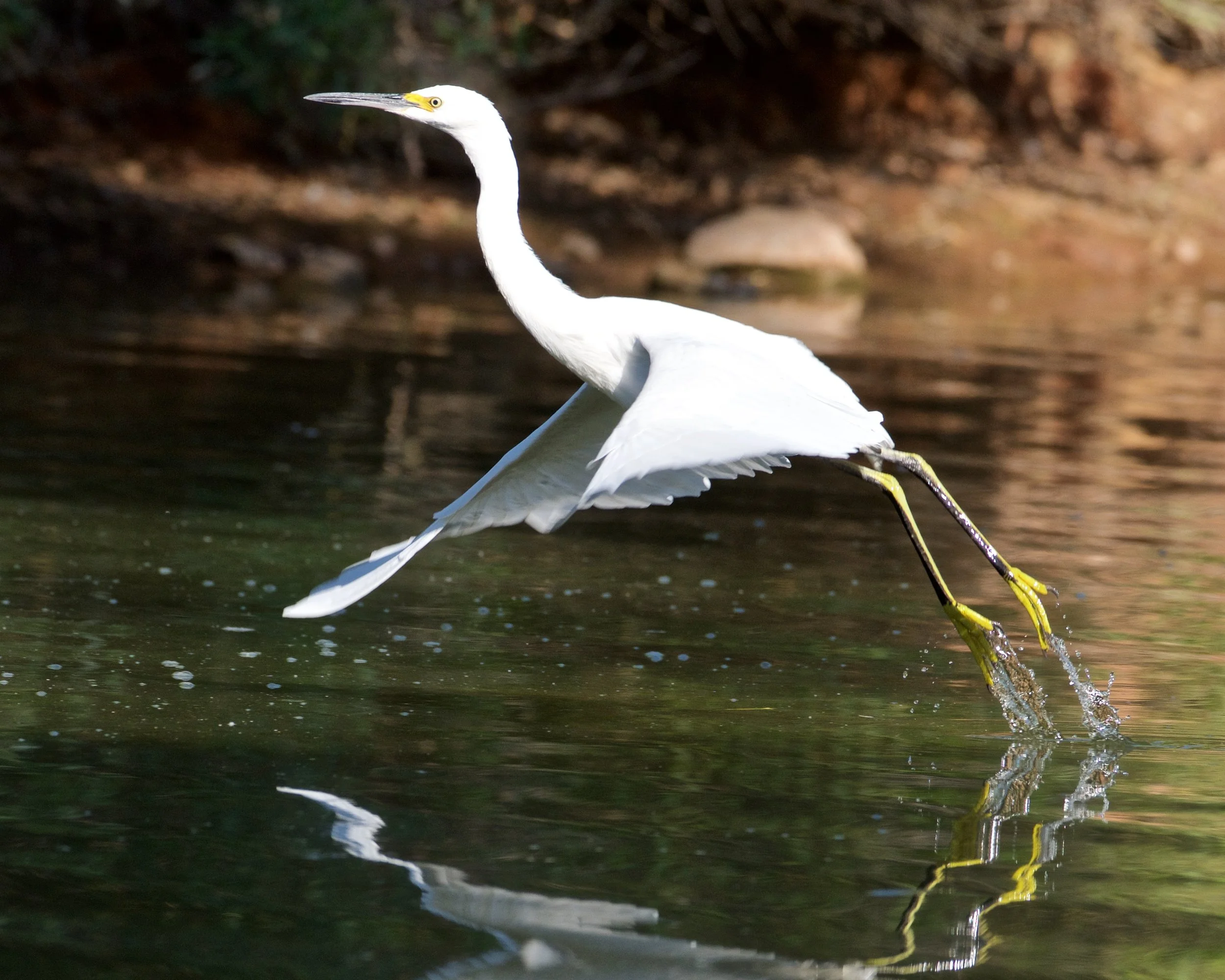Snowy Egret