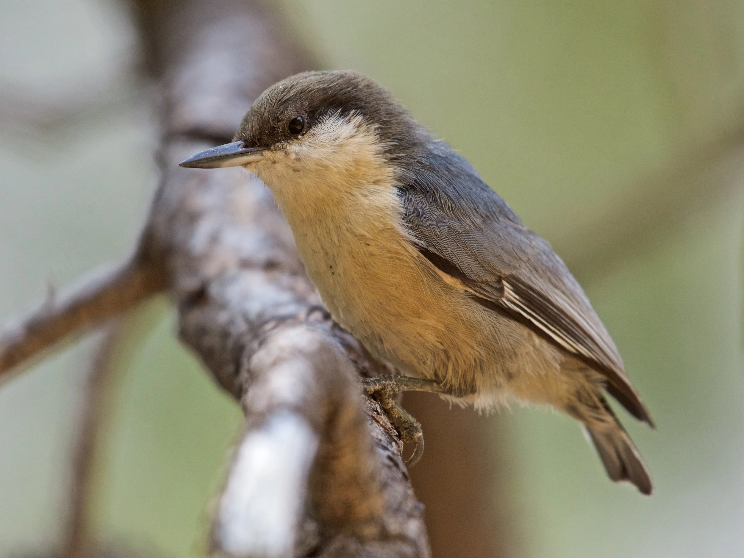 Pygmy Nuthatch