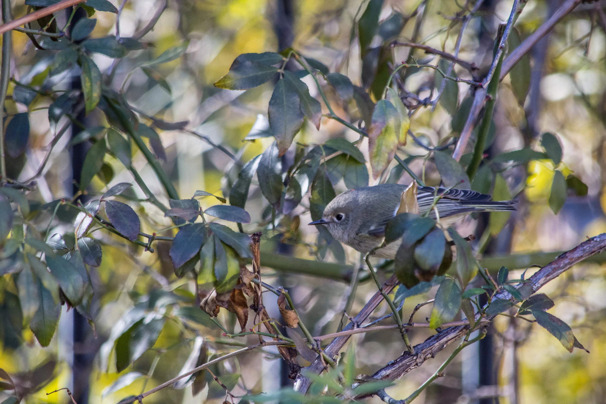 Ruby-crowned Kinglet