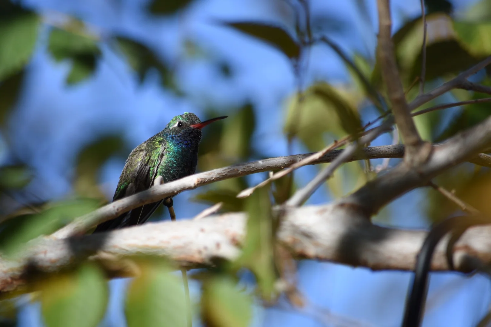 Broad-billed Hummingbird