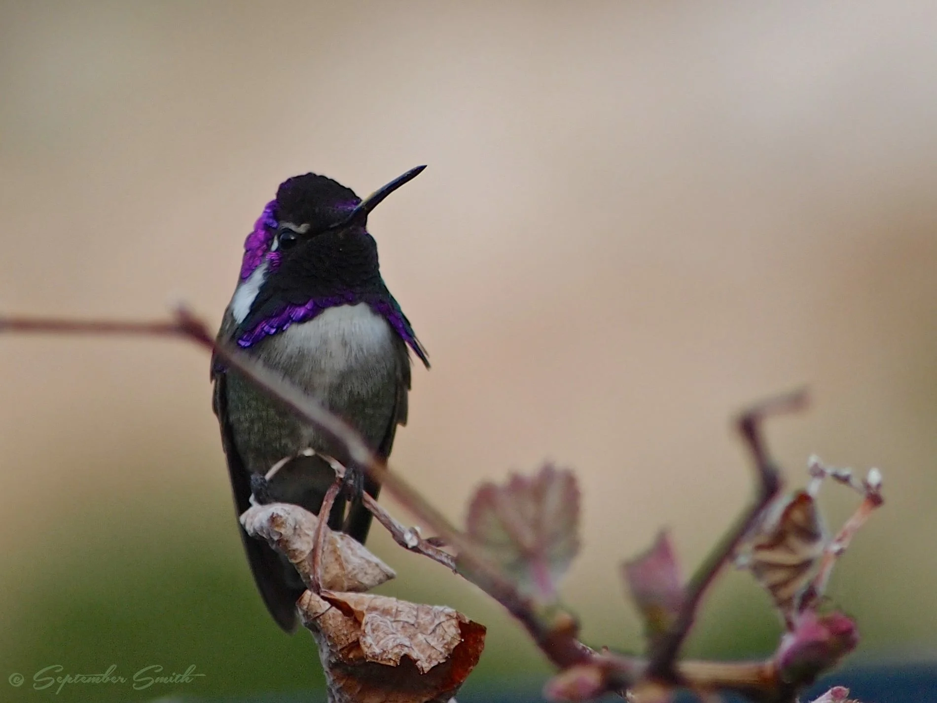 Costa's Hummingbird