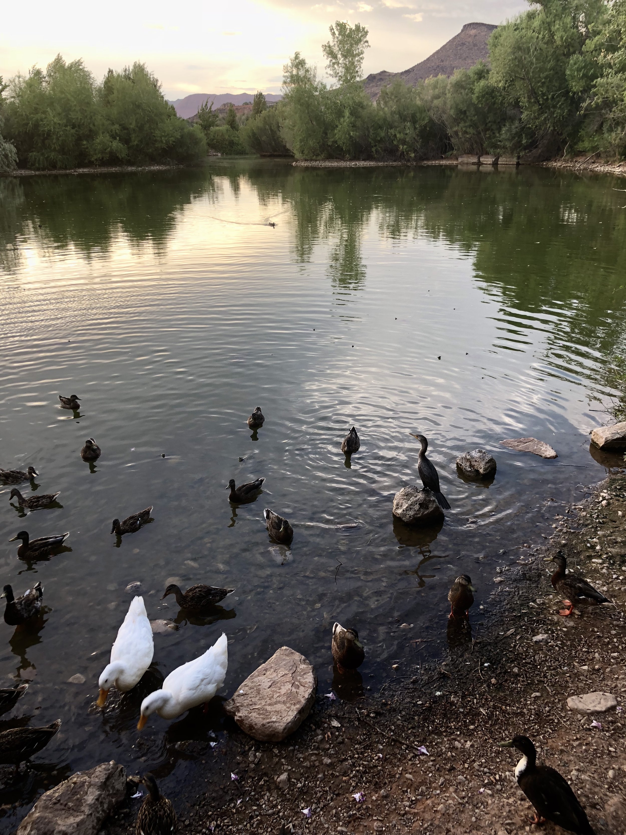Neotropic Cormorant and with ducks