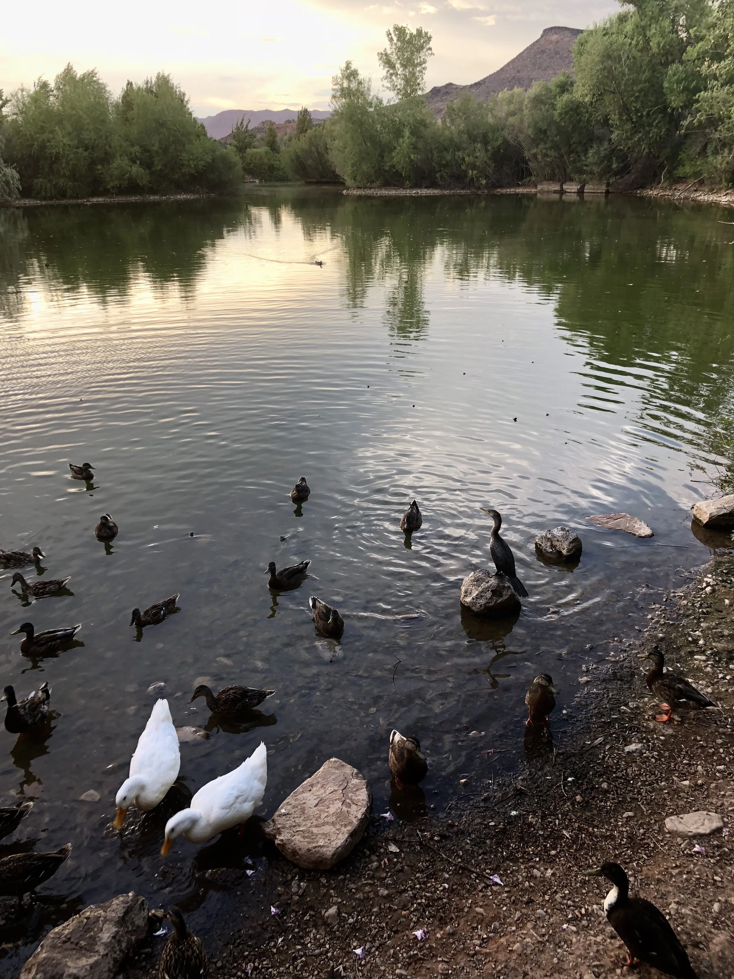 Neotropic Cormorant and with ducks