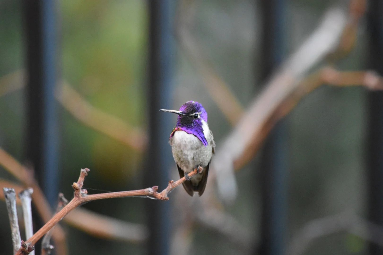 Costa's Hummingbird