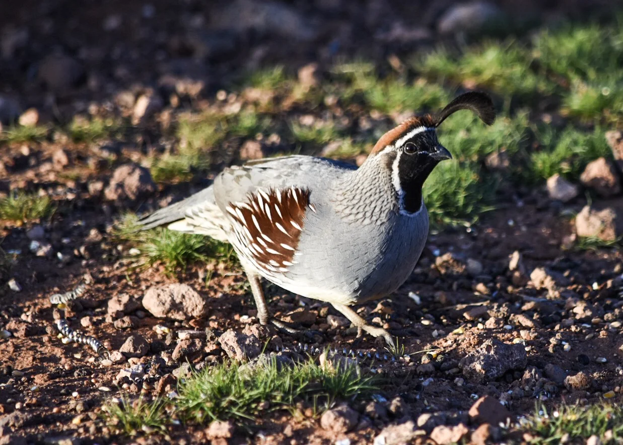 Gambel's Quail