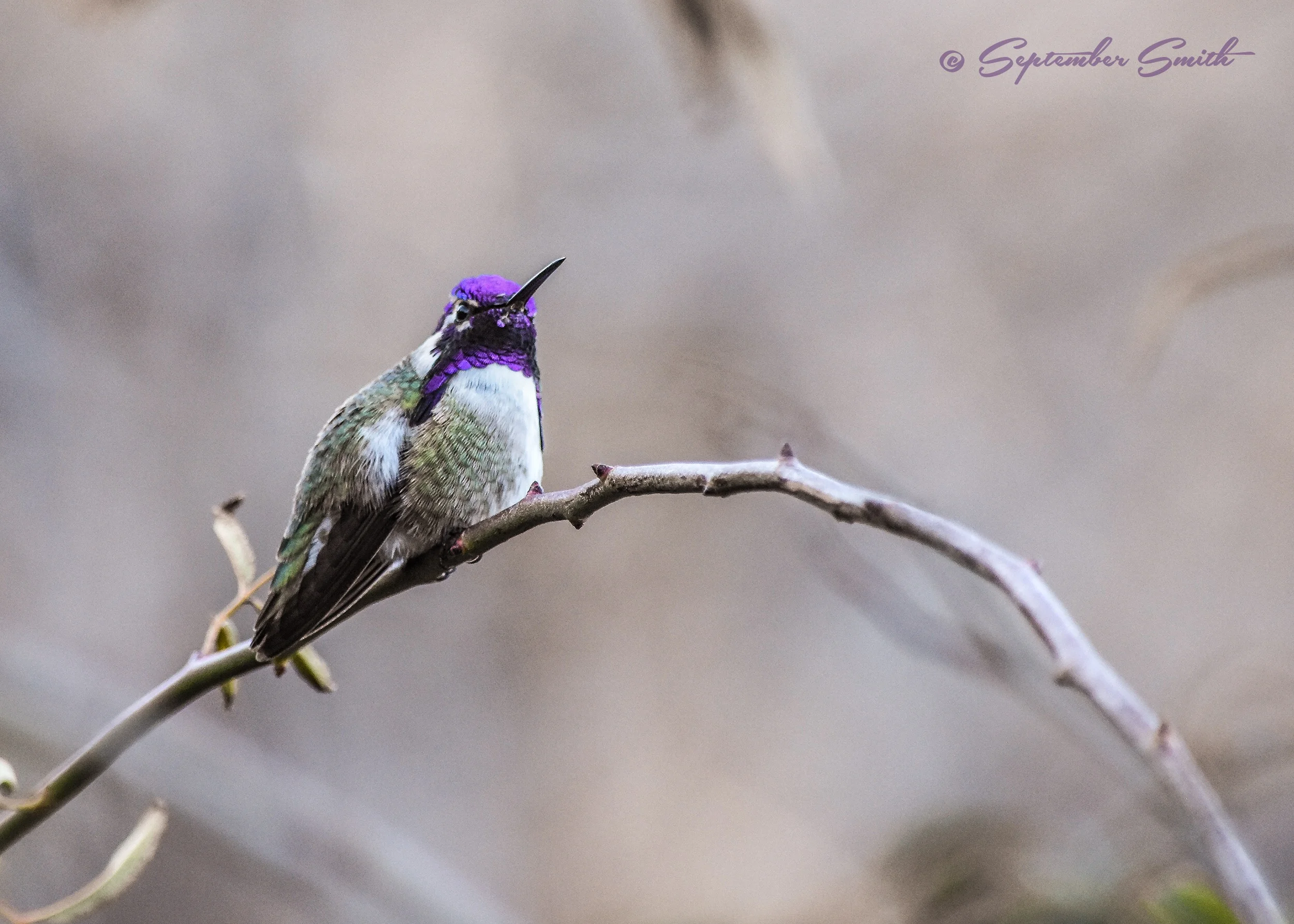 Costa's Hummingbird