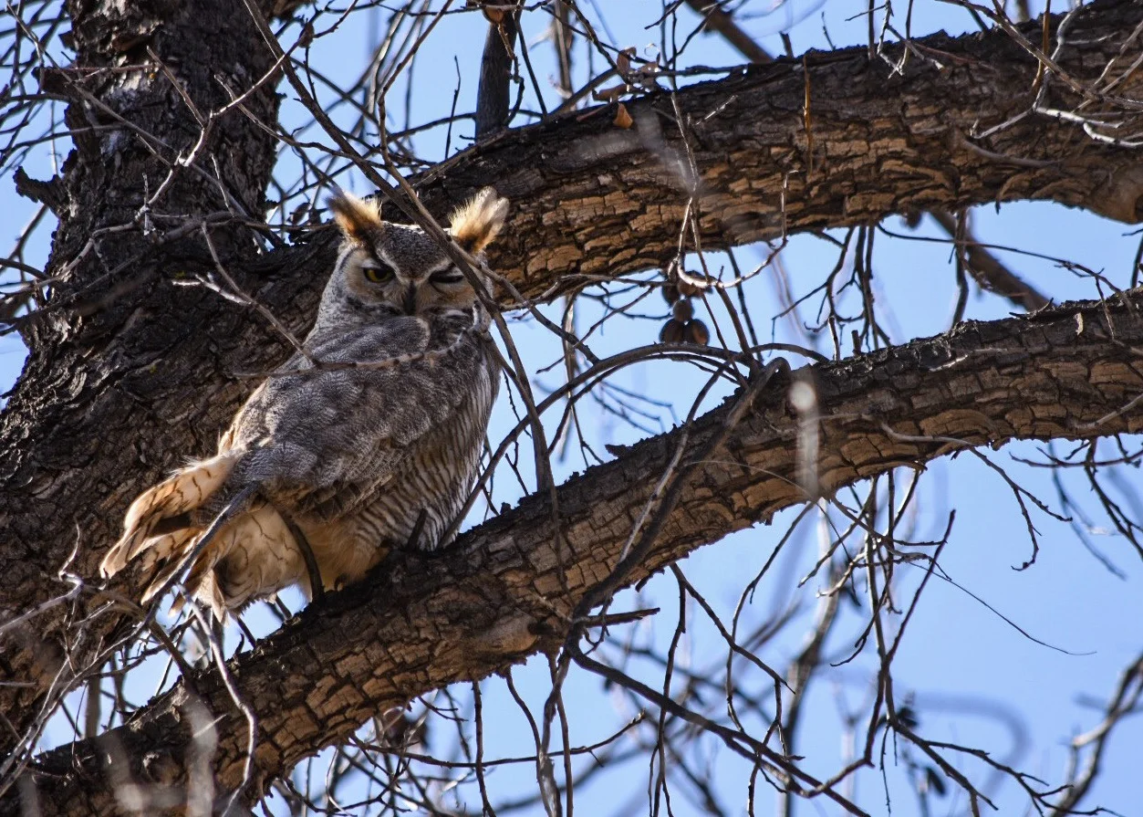 Great Horned Owl