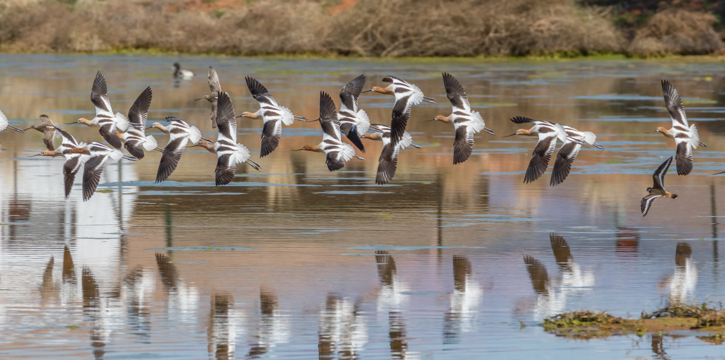 American Avocets