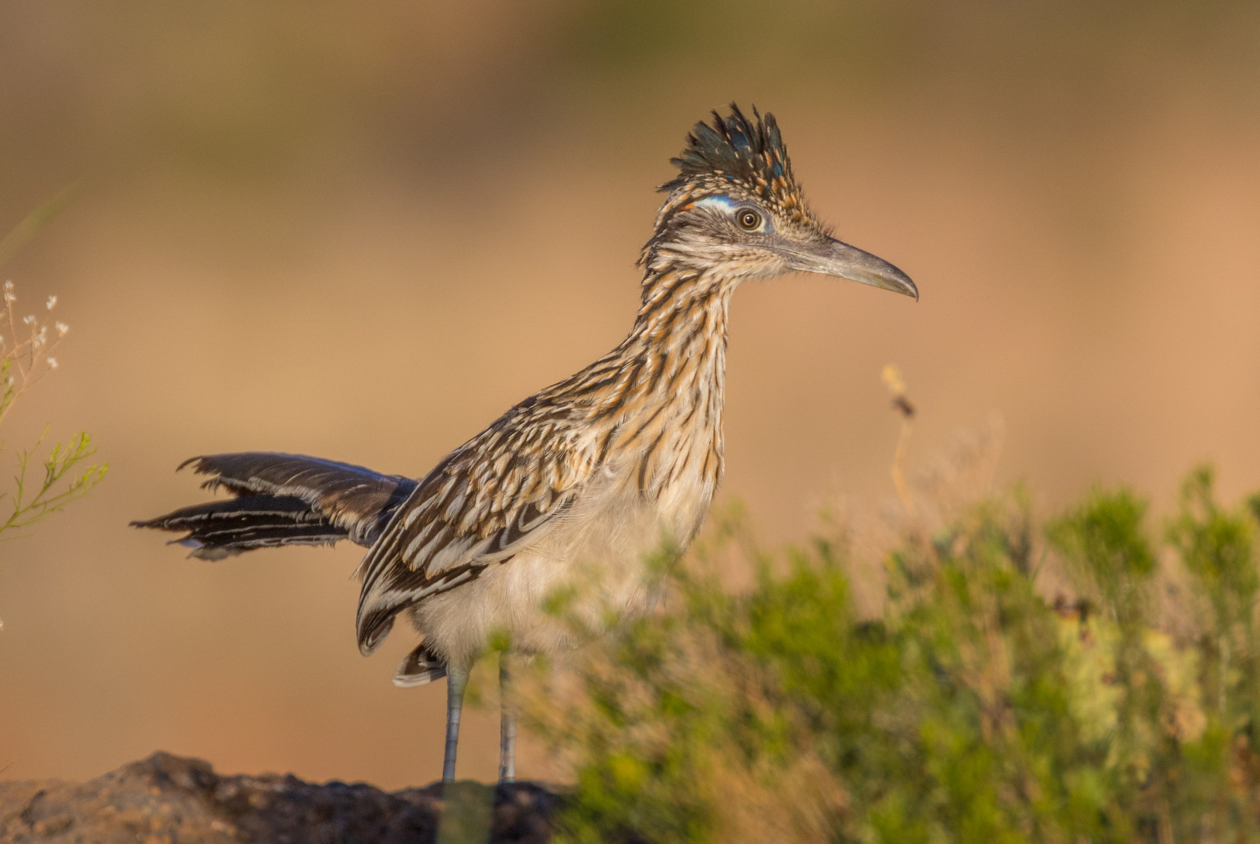 GreaterRoadrunner2.jpg