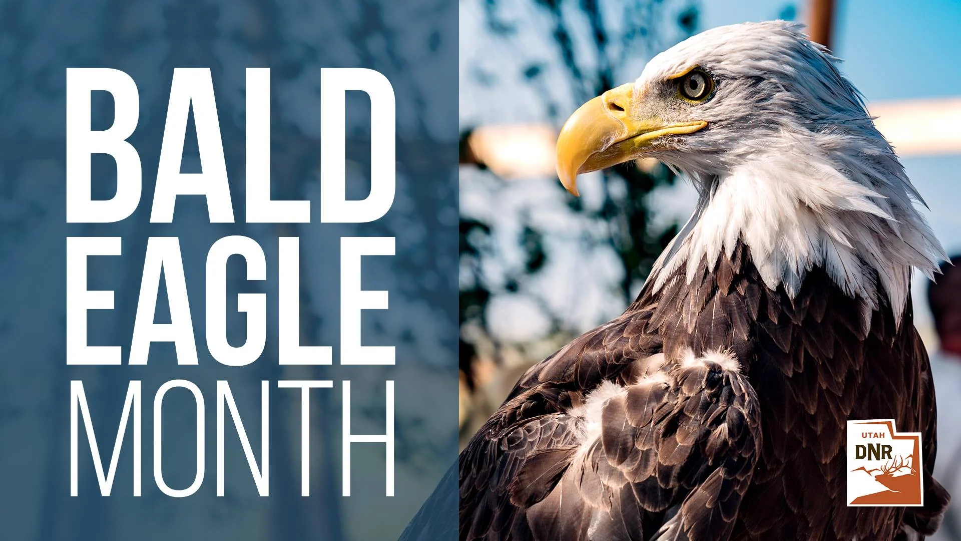 Bald Eagle Viewing