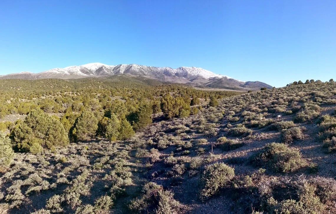 Pinyon Juniper.jpg