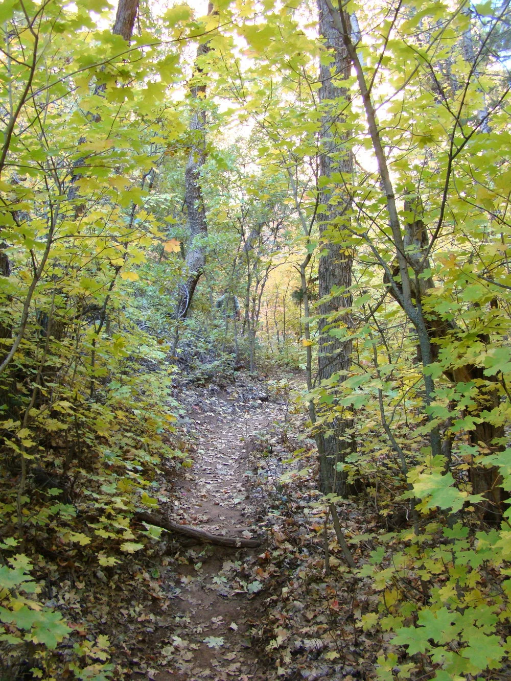 Oak Pine Forest.jpeg
