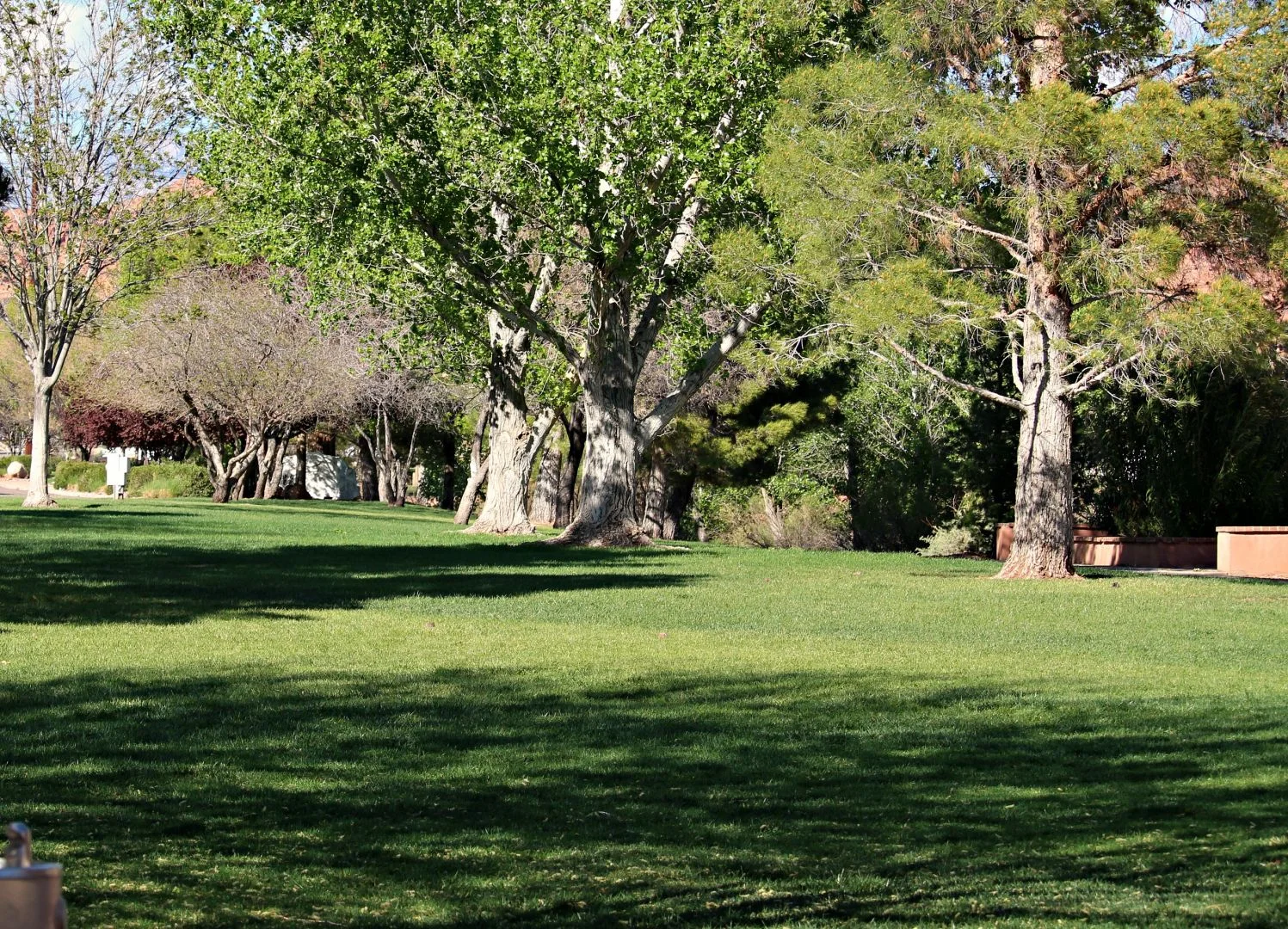 Wednesday Bird Walk: Royal Oaks Park