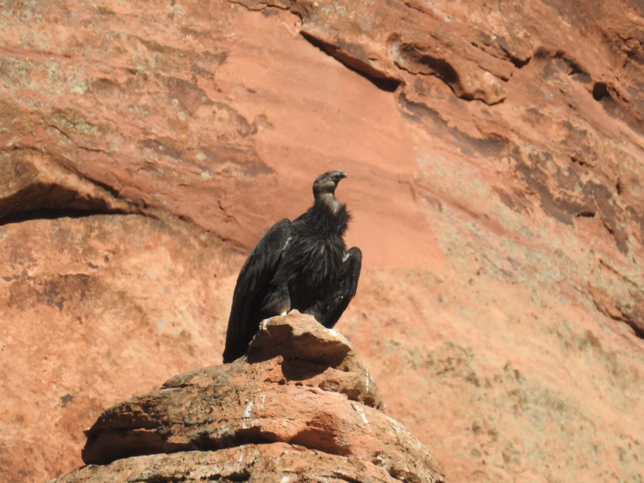 Red Cliffs Bird Fest at Greater Zion