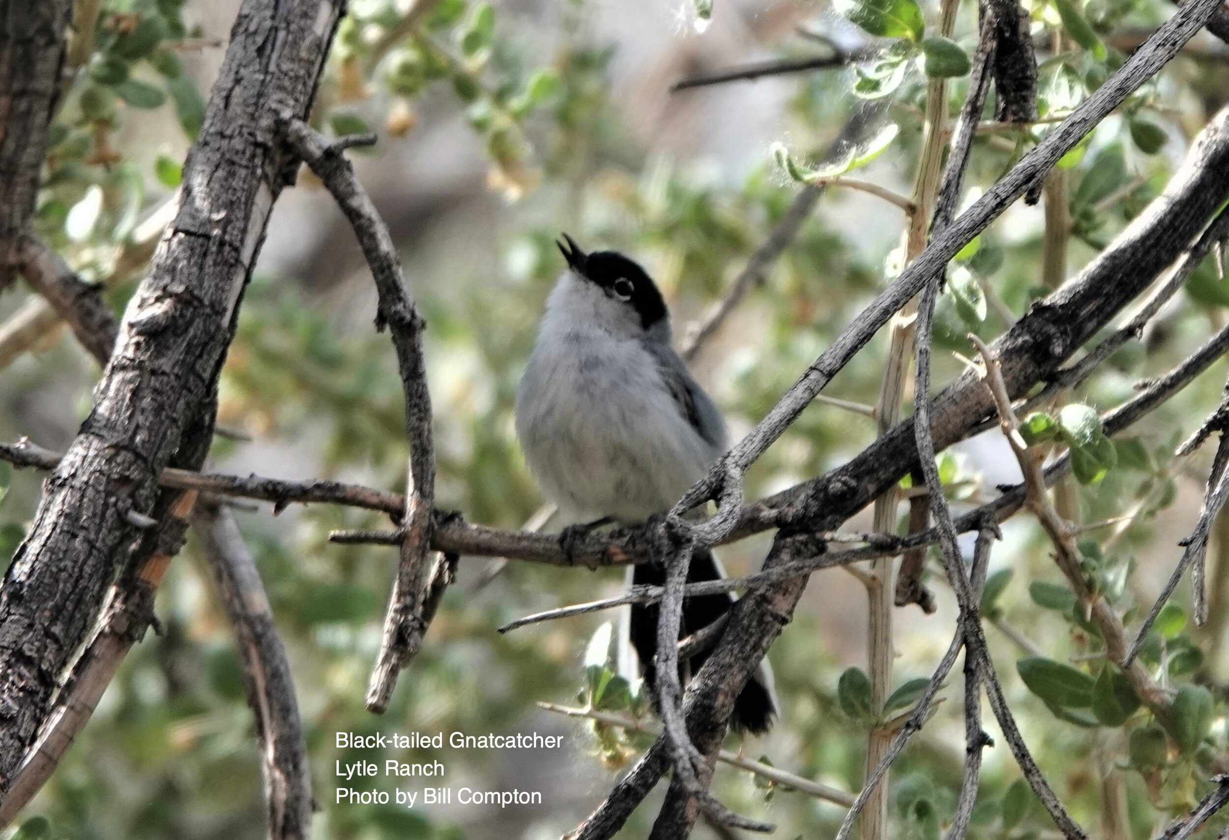 Gnatcatcher__Black-tailed_Bill_Compton_2021_Big_Day.jpg