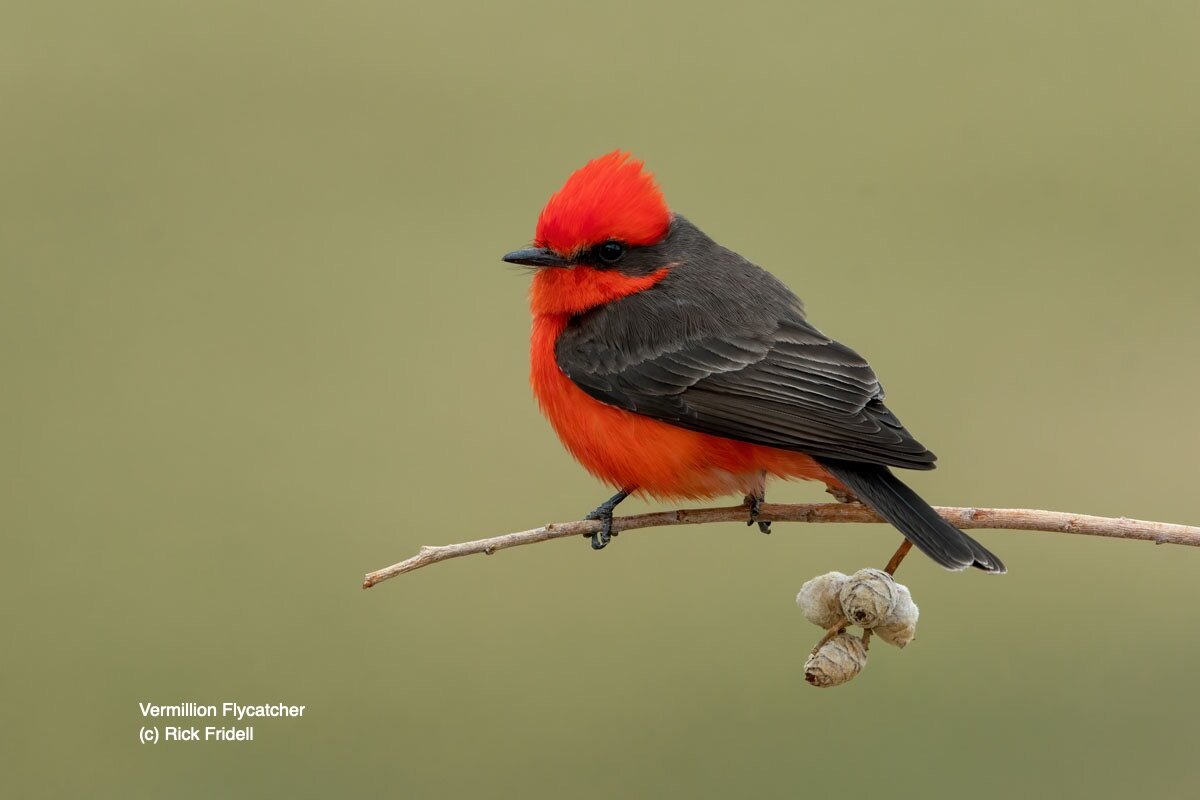 Vermillion_Flycatcher_Rick_Fridell.jpg