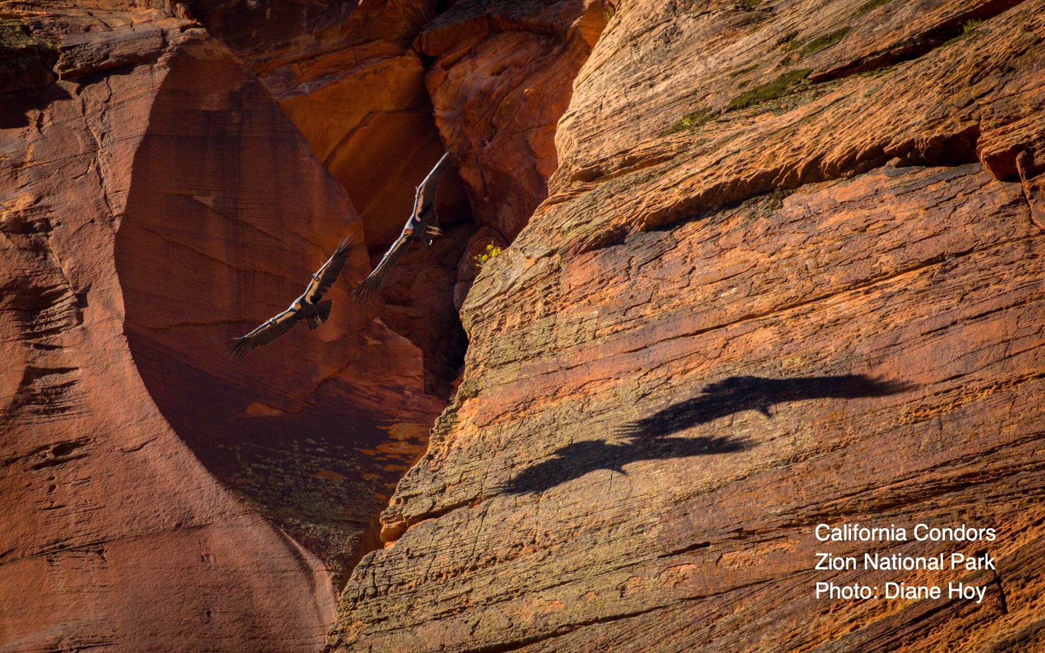 Condors_ZionNP_Diane_Hoy.jpg