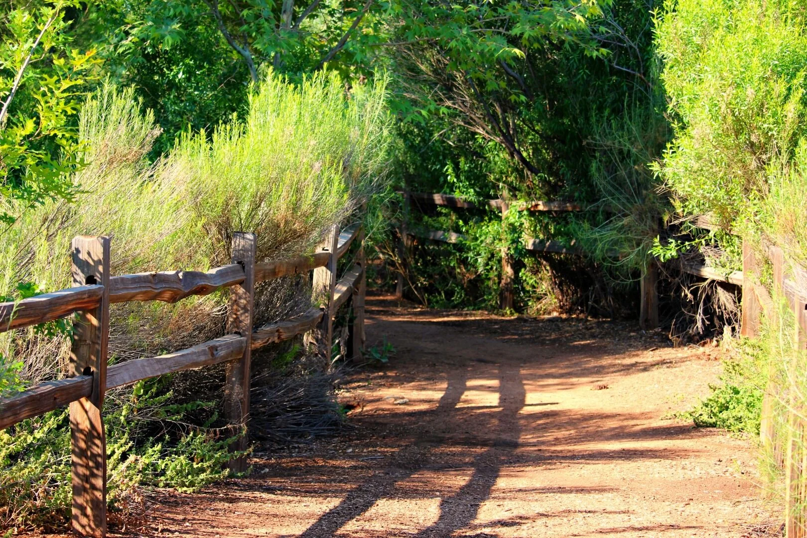 Wednesday Bird Walk: Tonaquint Nature Park