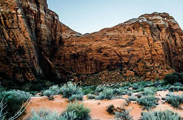 Saturday Field Trip: White Throated Swift Watch