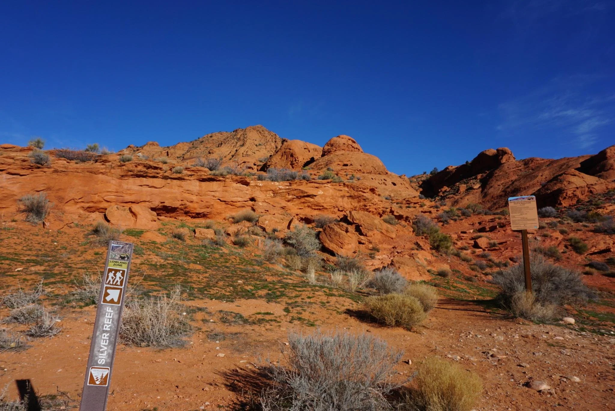 Christmas Bird Count - Silver Reef