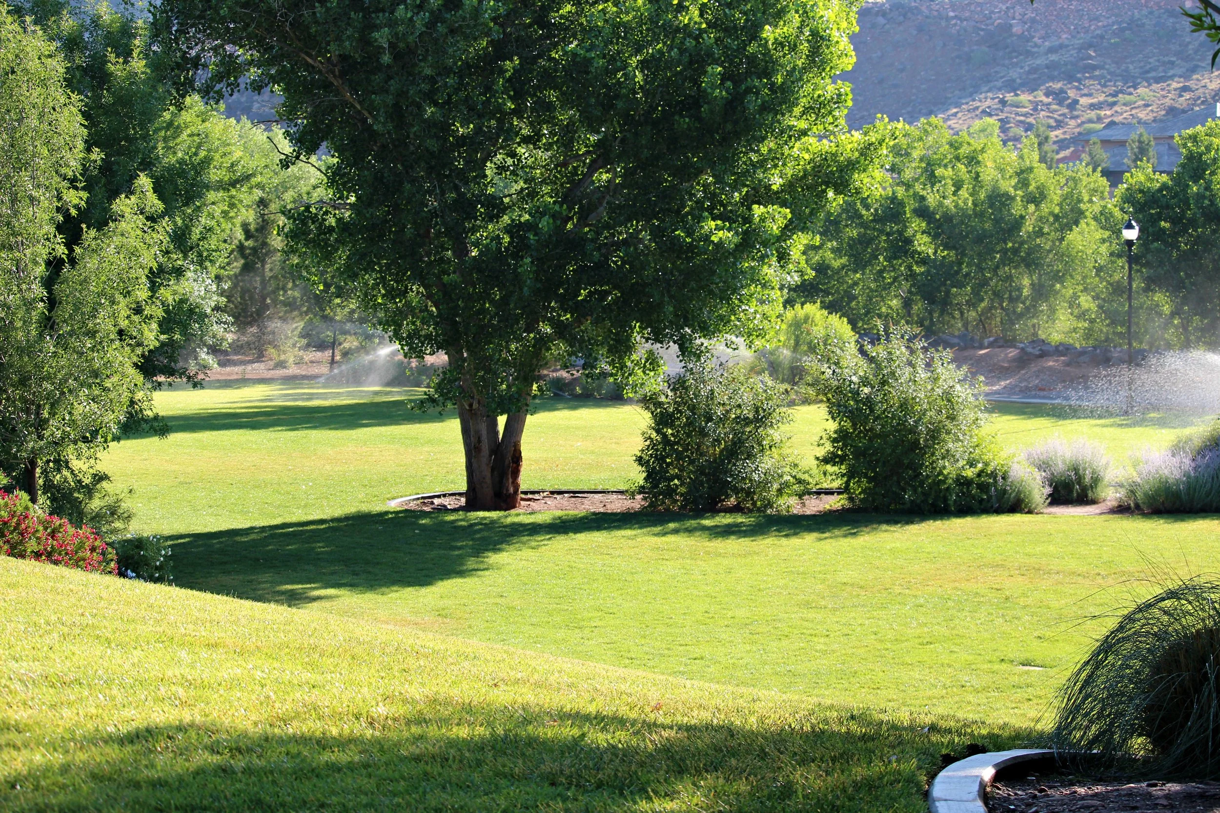 Saturday Bird Walk: Cottonwood Cove Park &amp; Stonebridge Pond