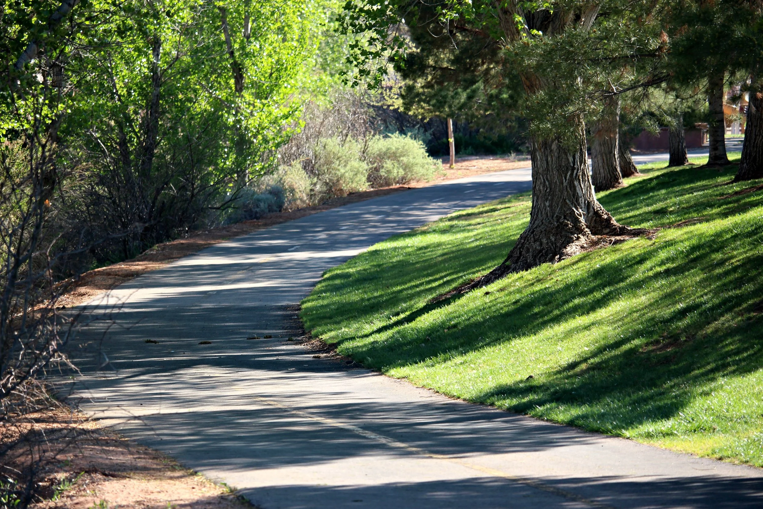 Saturday Bird Walk: Royal Oaks Park