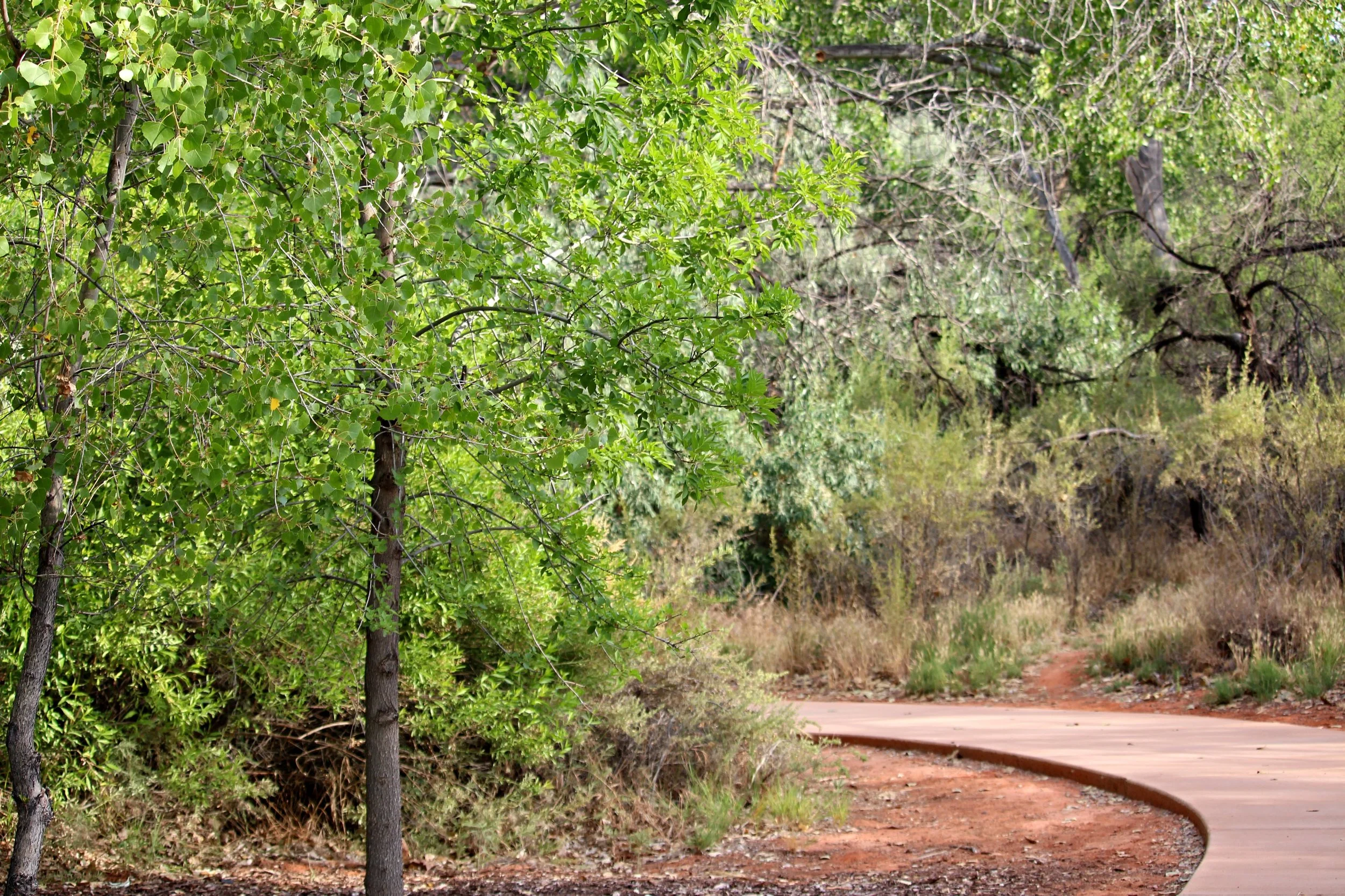 Wednesday Bird Walk: Forest Park