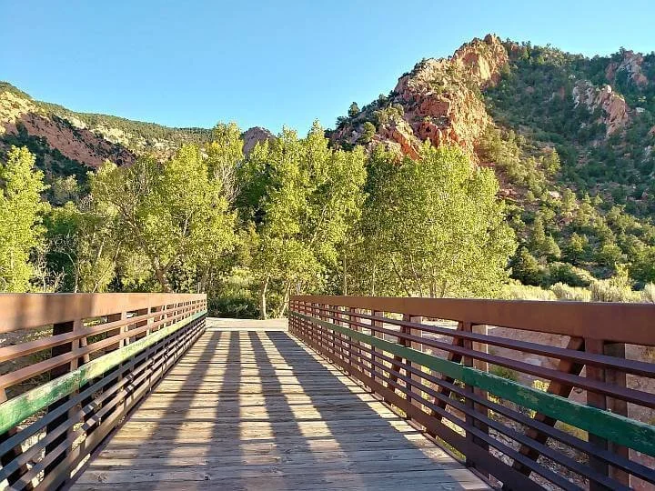 Christmas Bird Count