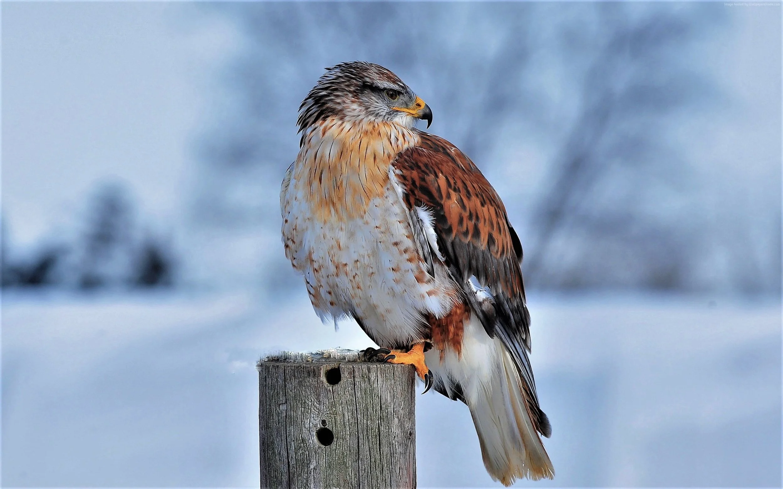 February Field Trip: Rescheduled Raptor Run