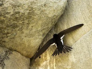 Field Trip - Swift Watch