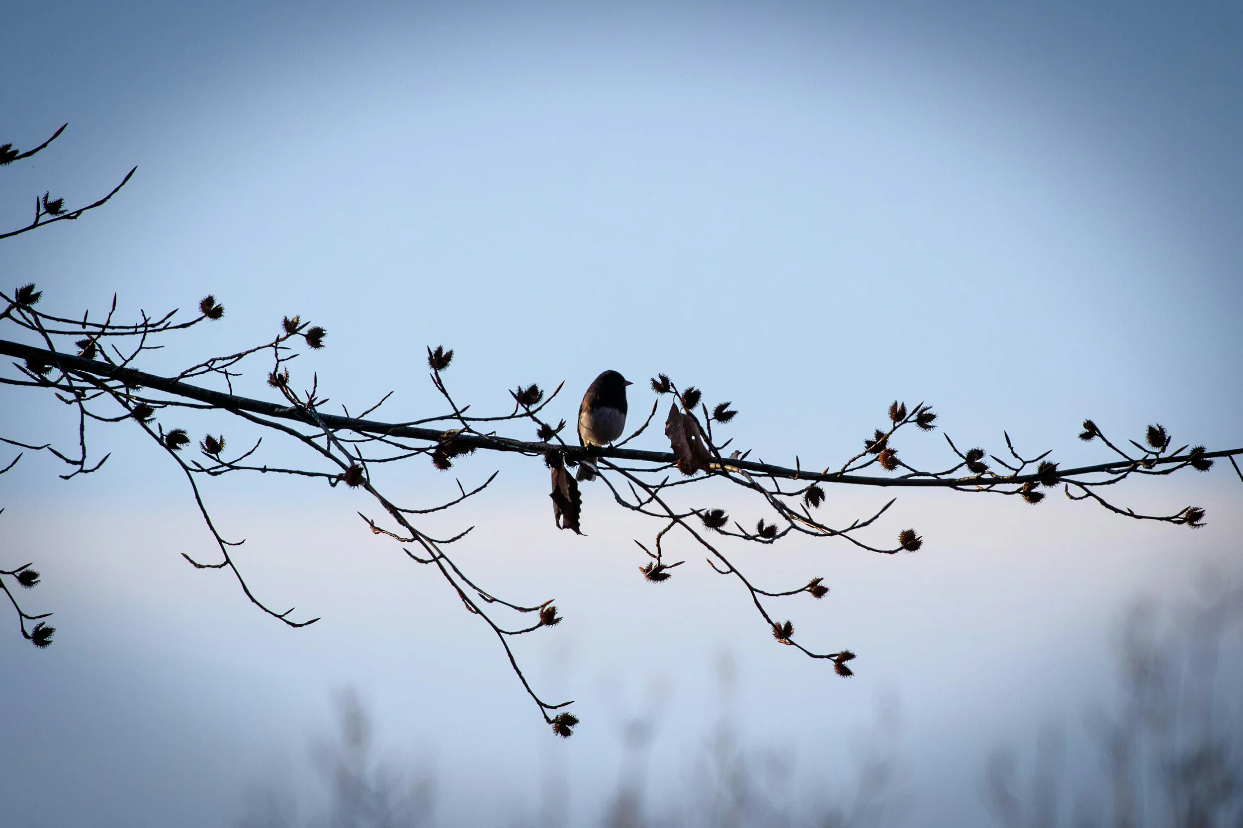 Christmas Bird Counts