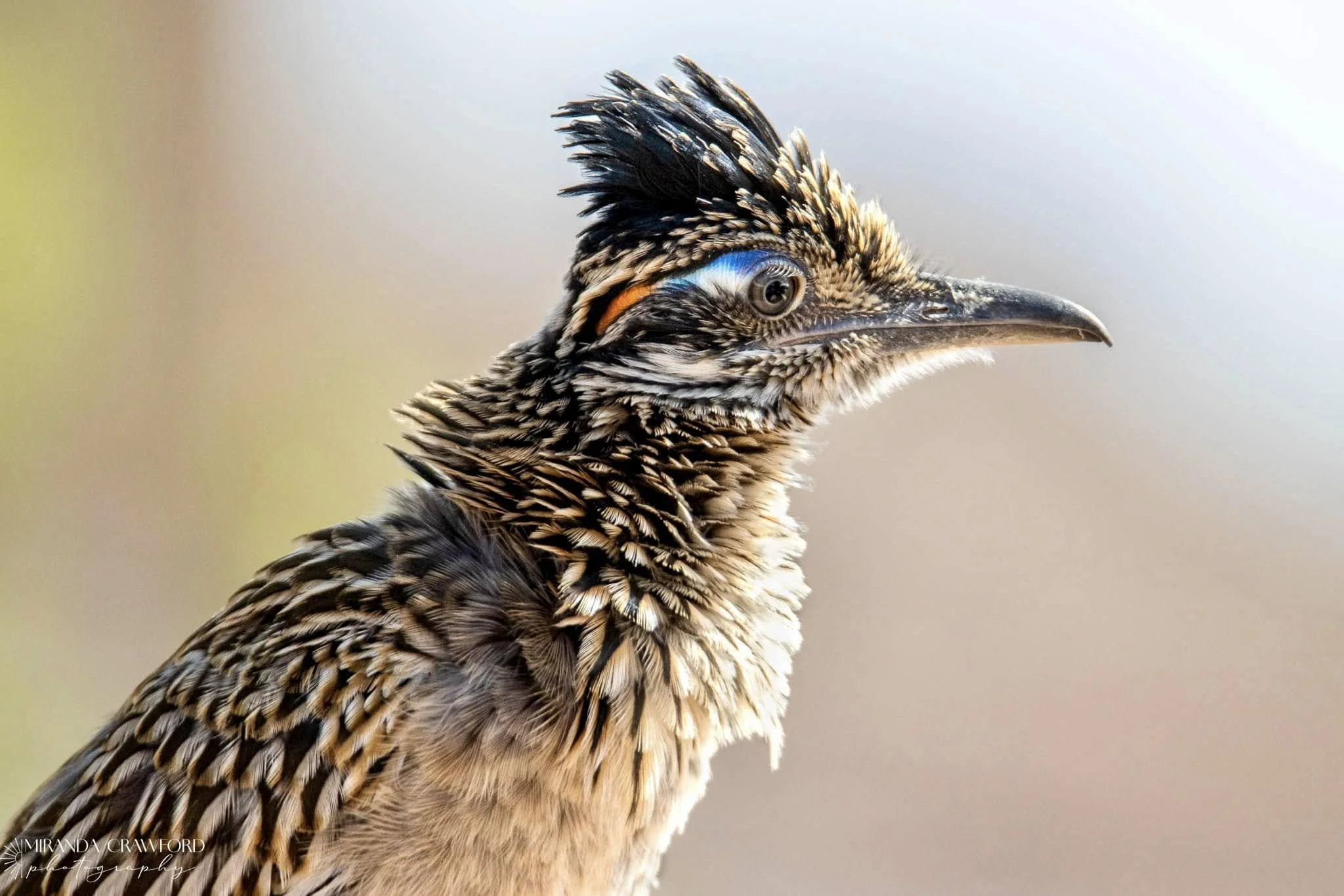 Greater Roadrunner - Miranda Crawford.jpg