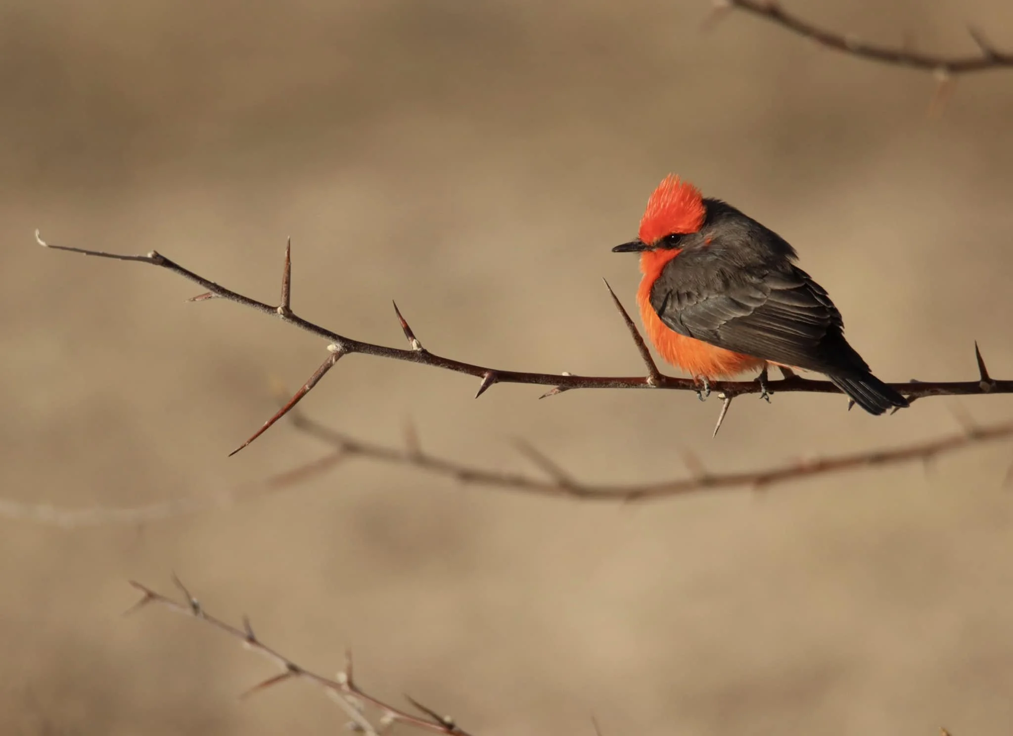Vermillion Flycatcher.jpg