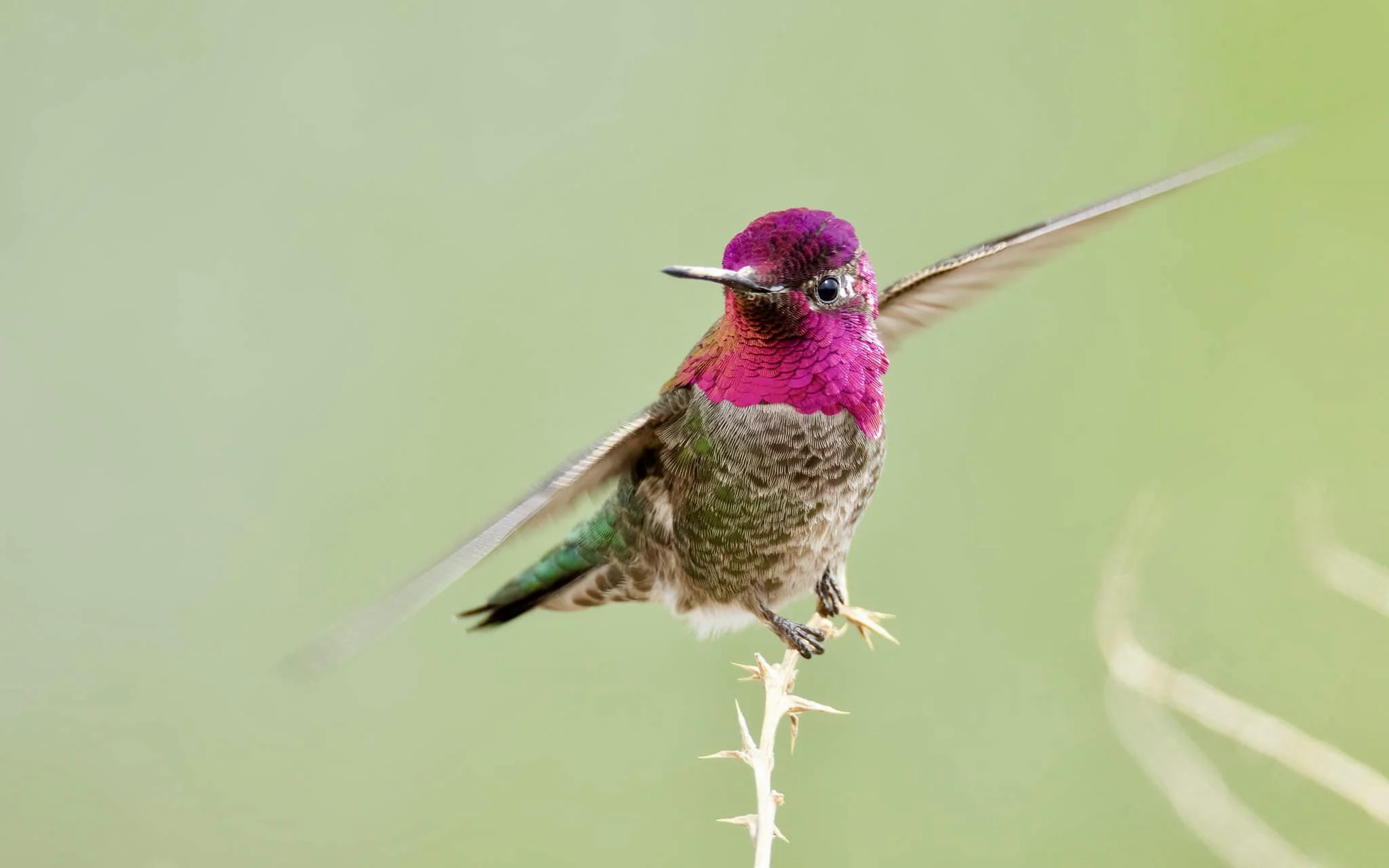Anna's Hummingbird - Miranda Crawford.jpg