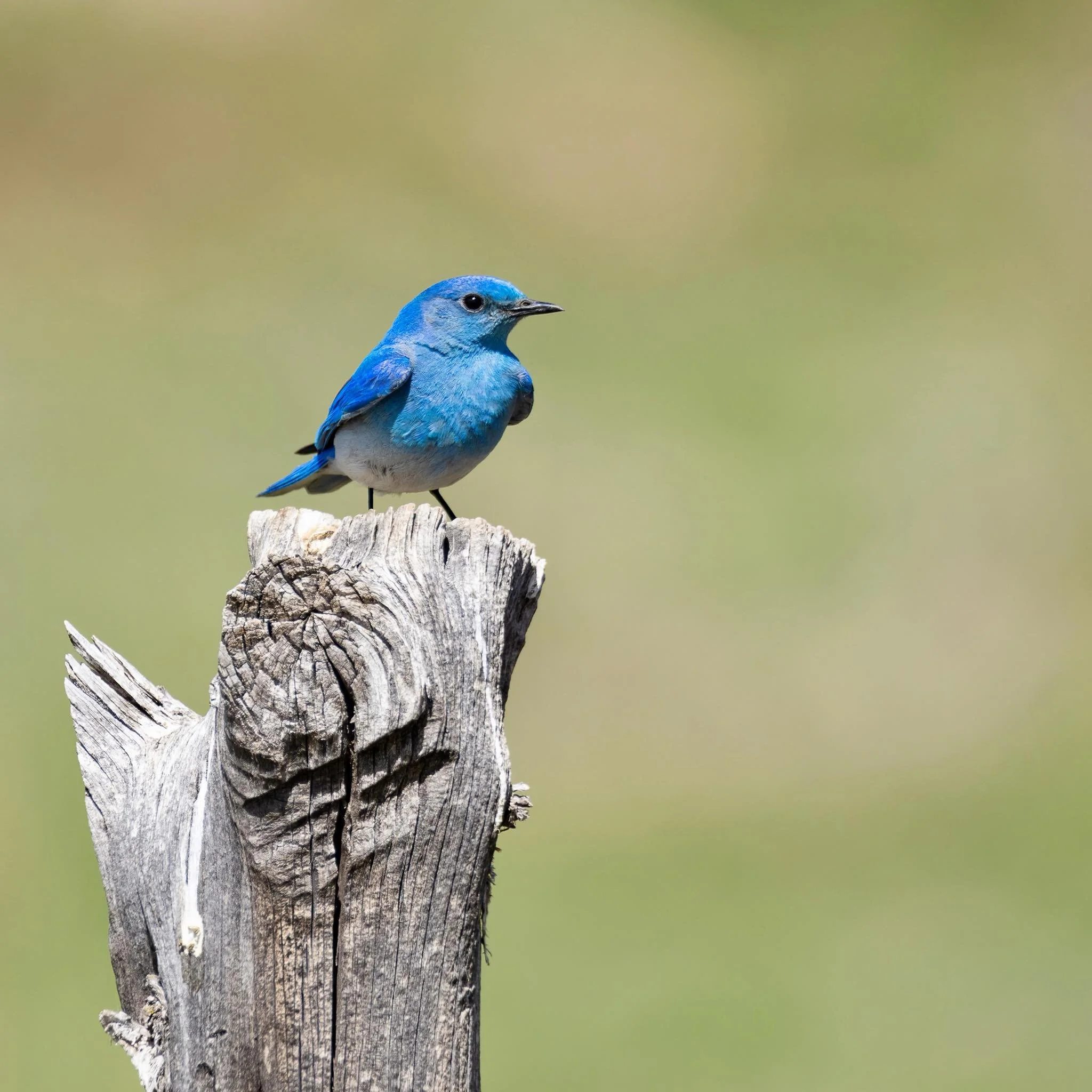 Mountain Bluebird - Miranda Crawford.jpg