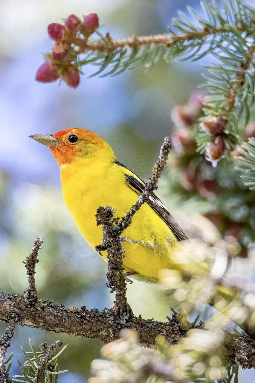 Western Tanager - Miranda Crawford.jpg