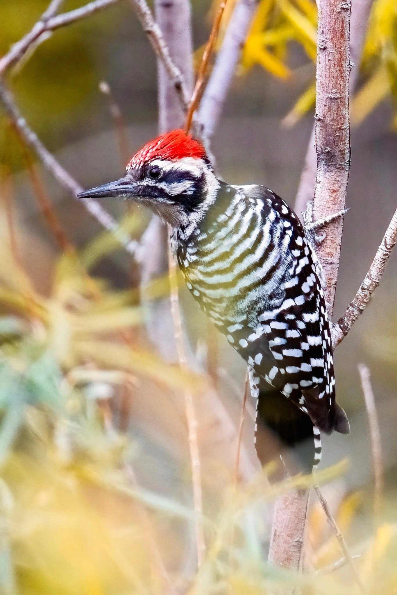 Ladder-backed+Woodpecker.jpg