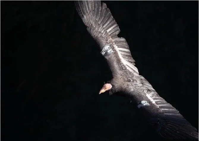 General Membership Meeting: California Condor Talk