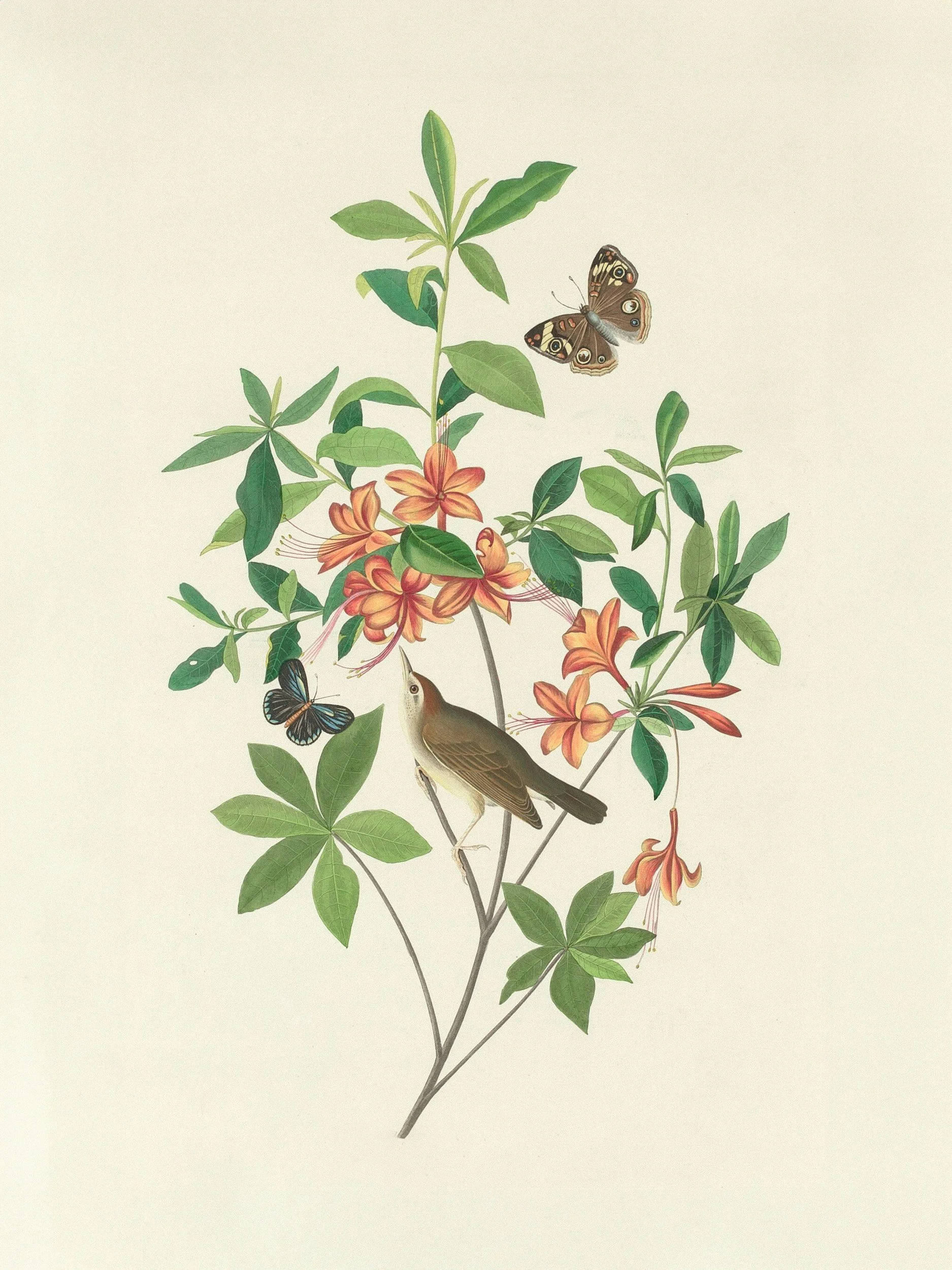 Bird &amp; Butterfly Bonanza: Field Trip to Leeds Canyon