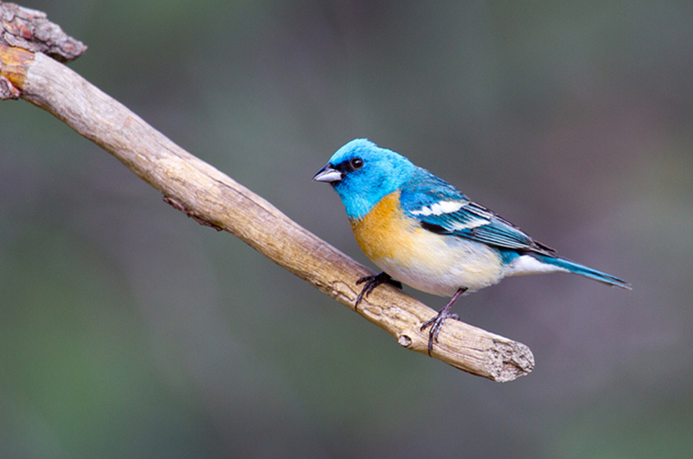 Spring Blitz Registration Starts