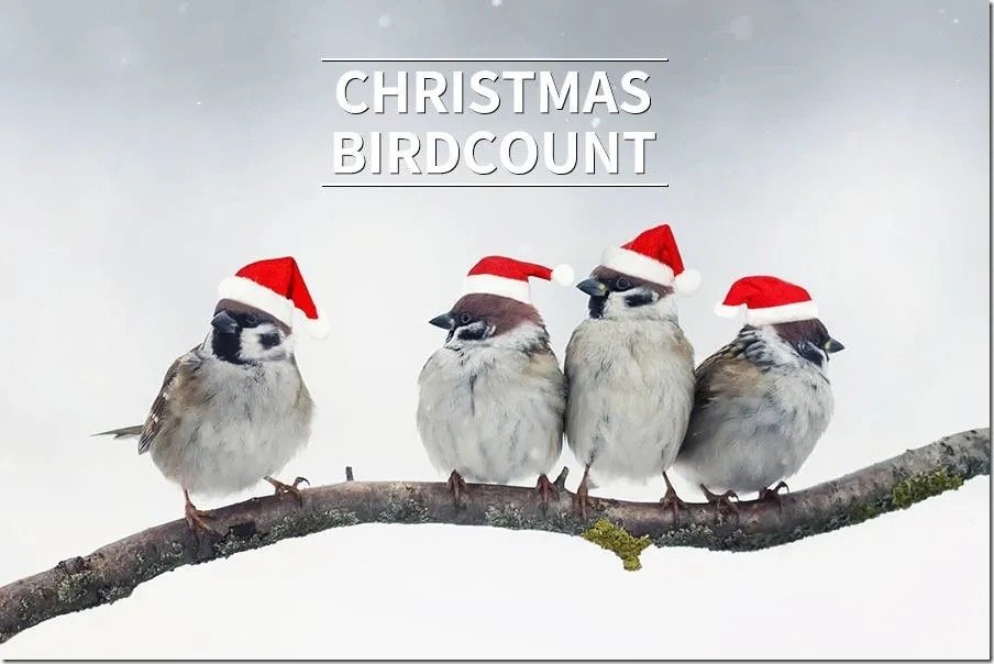 2026 Christmas Bird Counts: Save the Dates!