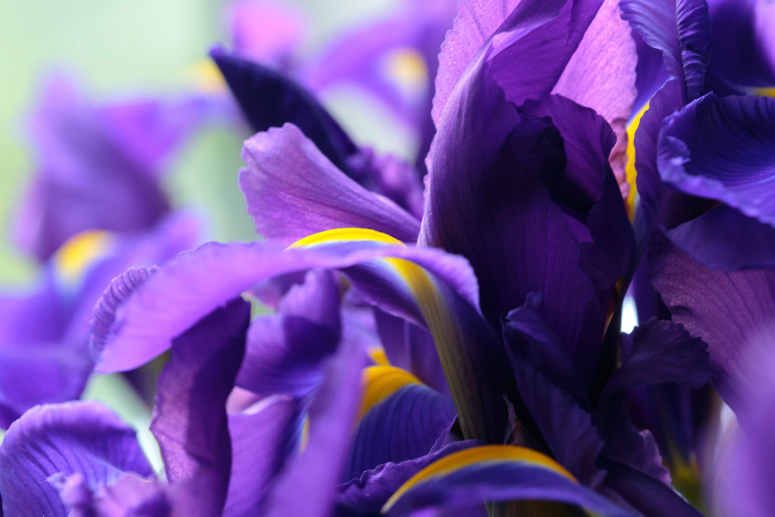 Violet Iris low res.jpg