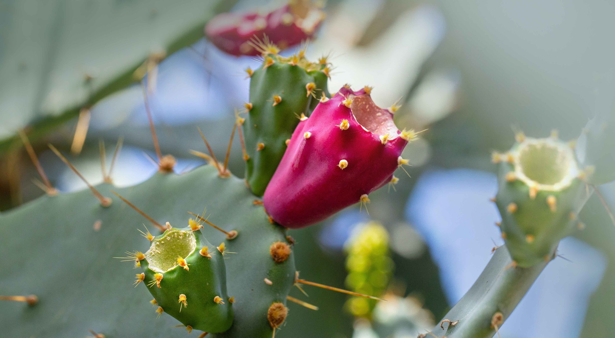 Prickly Pear Cactus low res.jpg