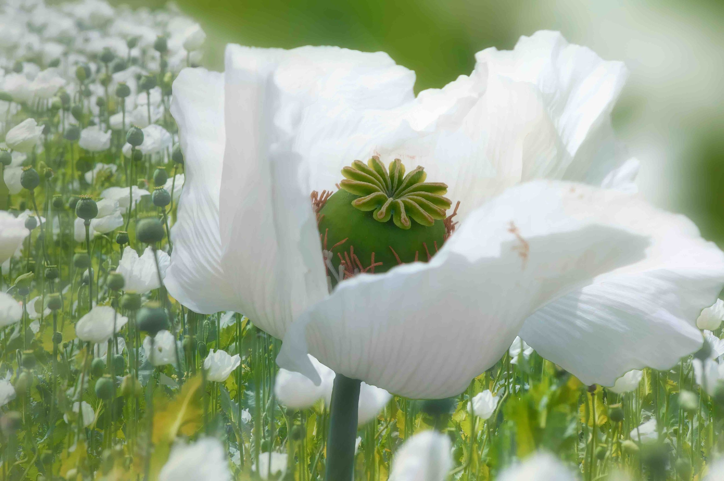 White Poppy low res.jpg