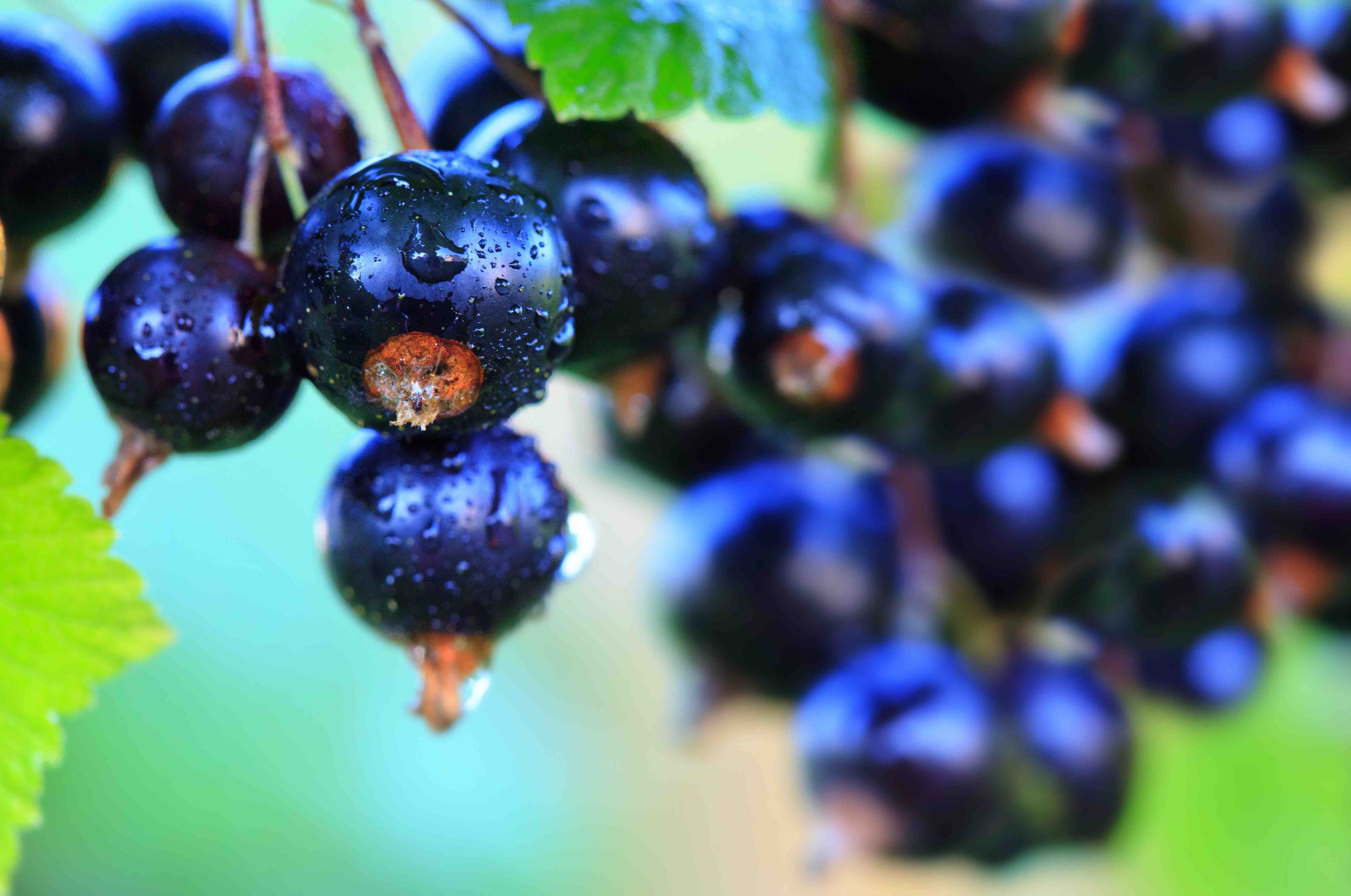 Blackcurrant low res.jpg