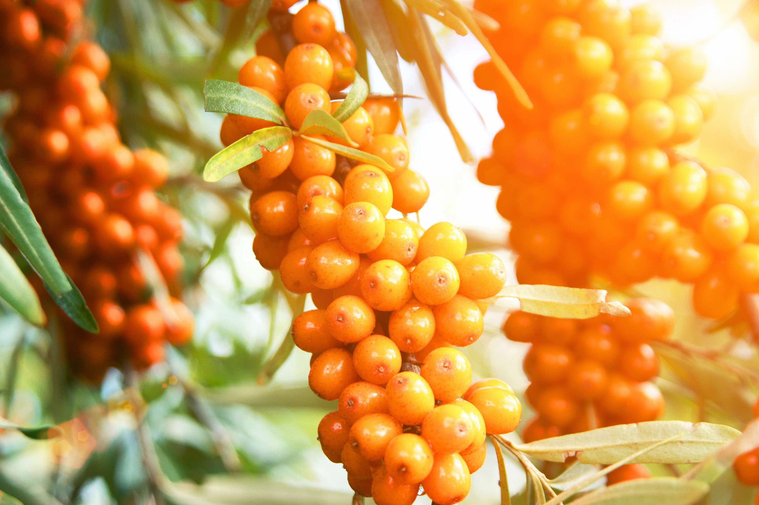 Sea Buckthorn low res.jpg