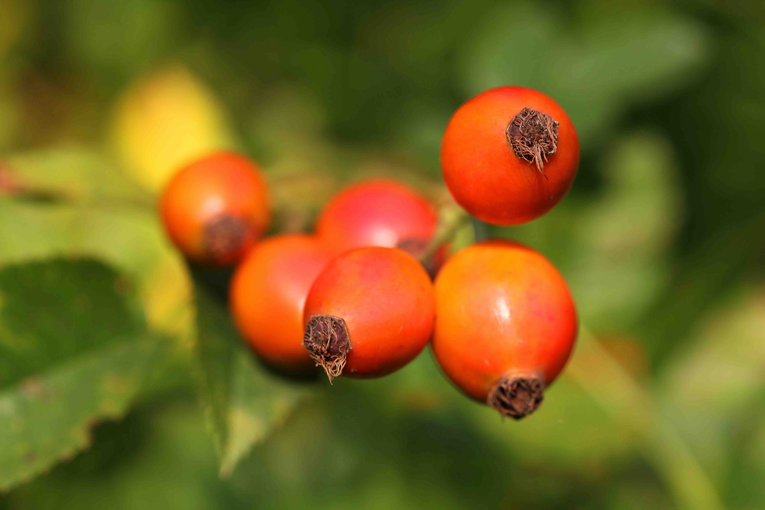 Rosehip low res.jpg