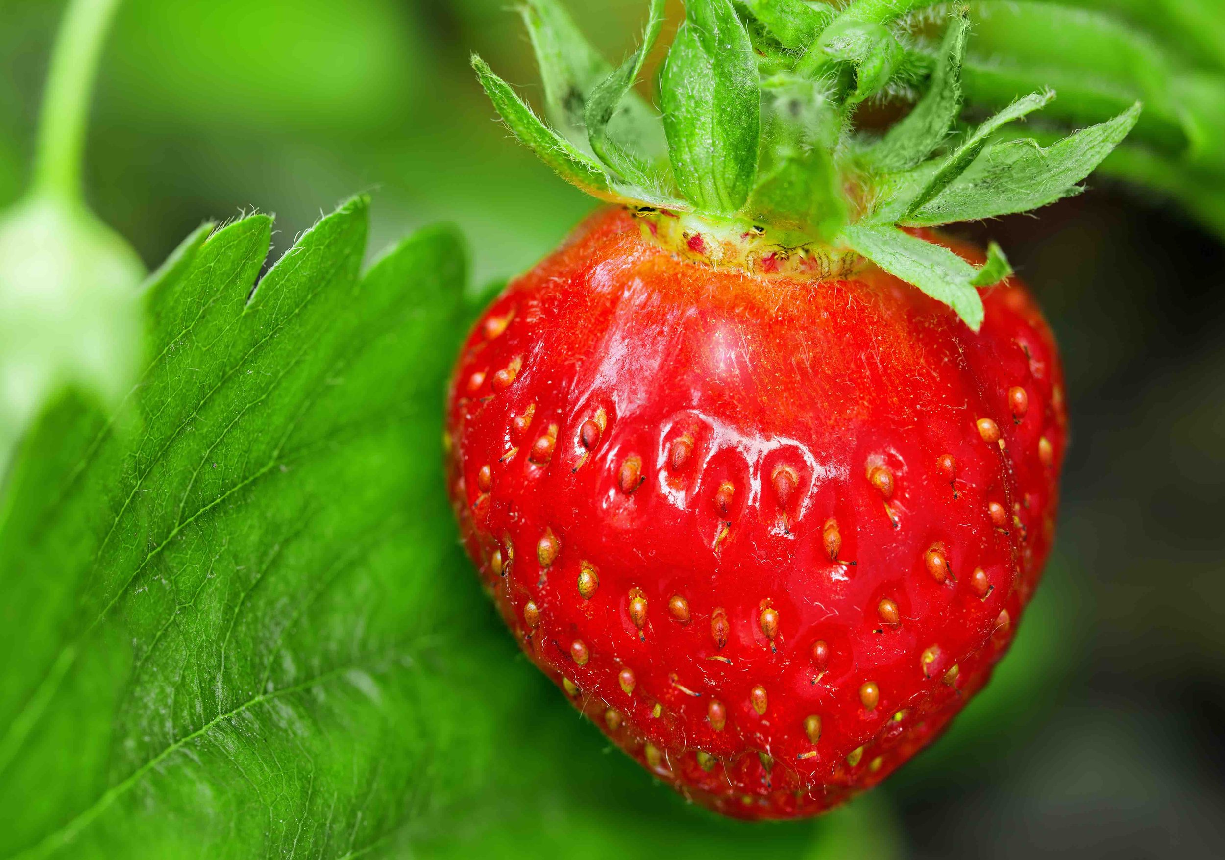 Strawberry low res.jpg