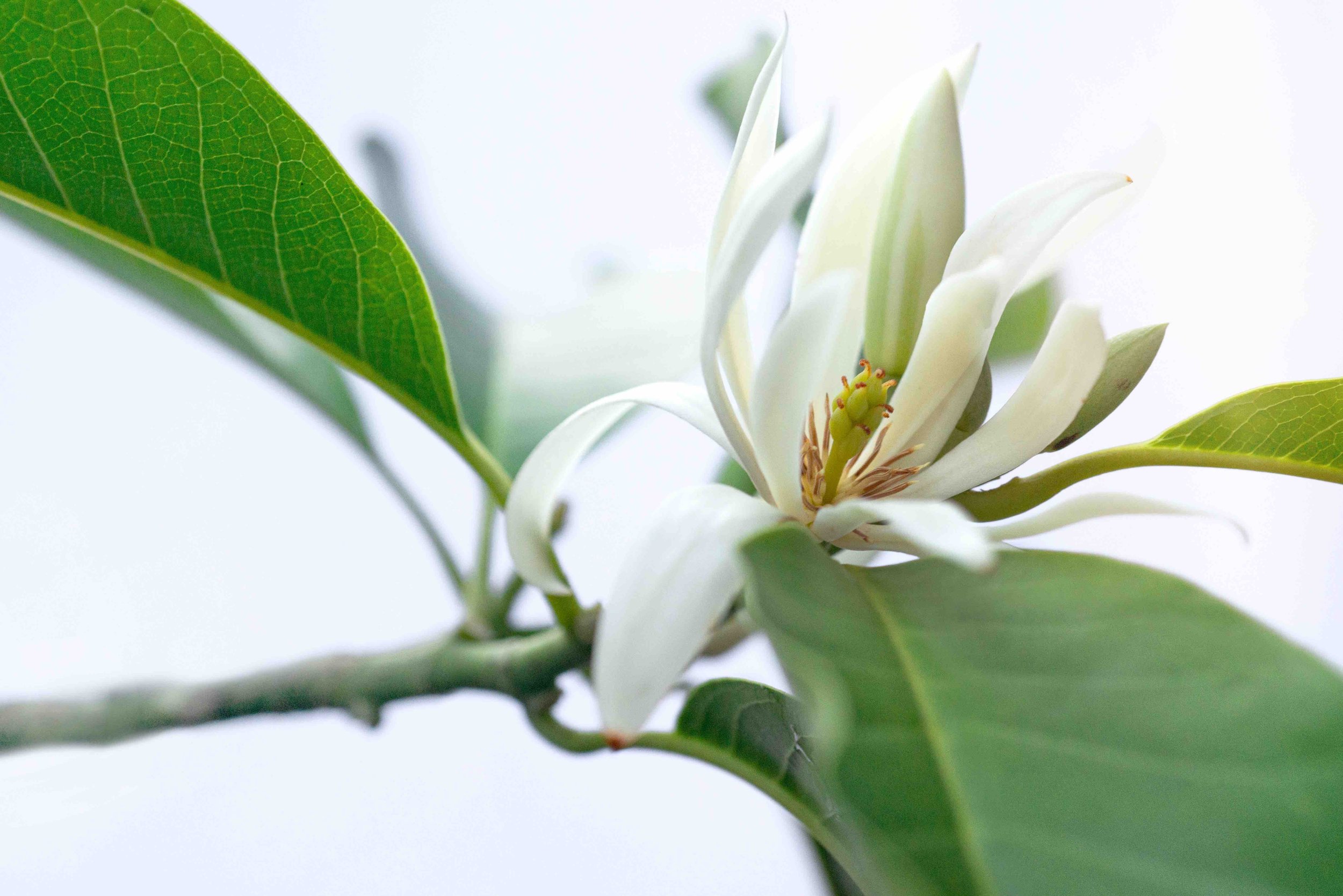 Magnolia Alba low res.jpg