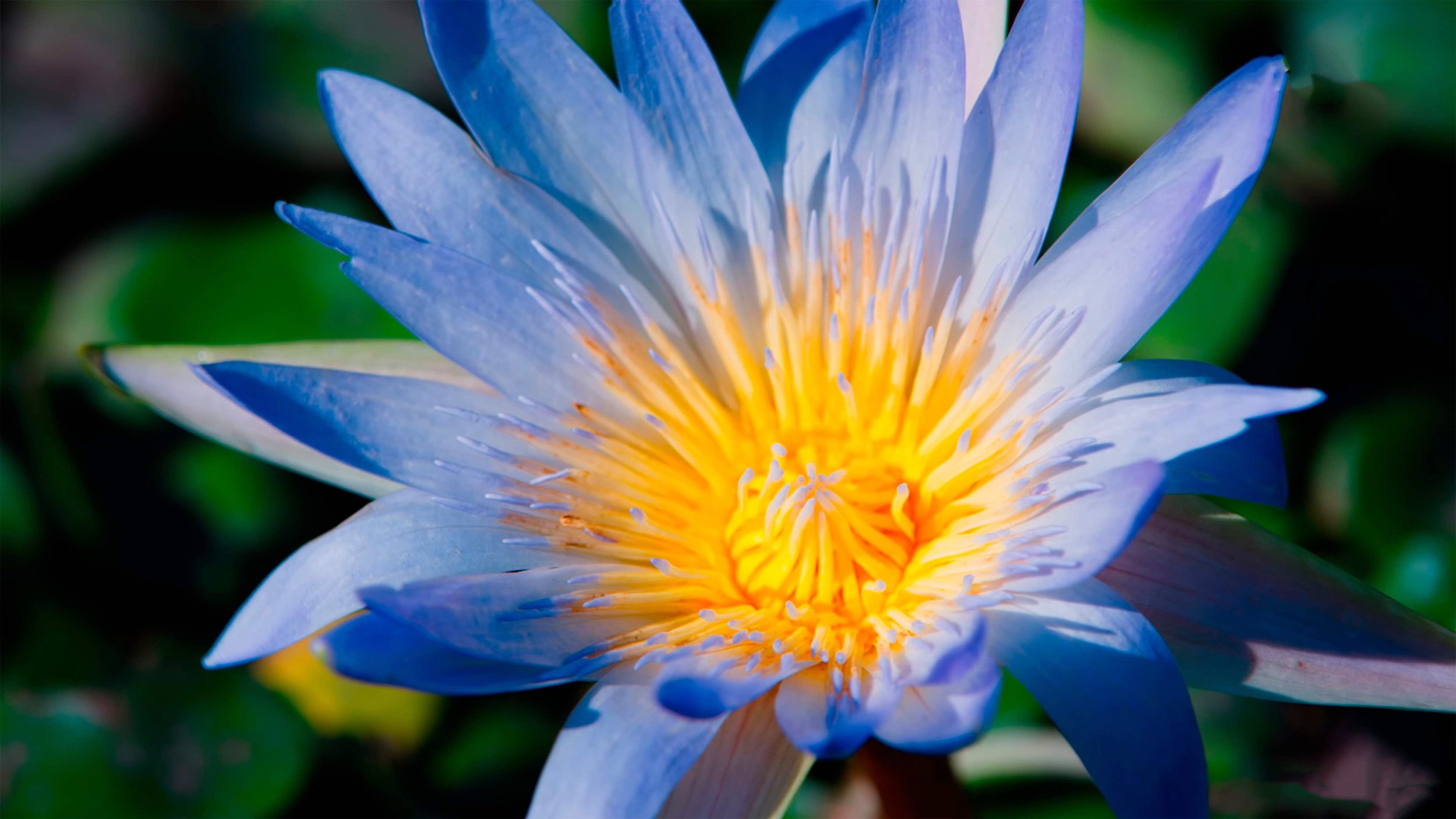 Blue WaterLIly low res.jpg